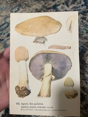 🖤5/$25 Vintage Botanical Mushroom Illustration Print- Yellow & Purple